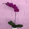 Single stem potted Phalaenopsis orchid. Perfect for any occasion!

*It&#039;s possible that some