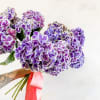 A collection of 10 HUGE stems of Hydrangea.  These are not