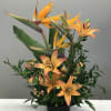 Birds of Paradise rising from orange lilies and a bed a tropical