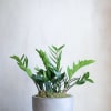 This ZZ plant with gorgeous glossy leaves has become so popular due