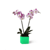 Two stem of pink orchids in vase. Very stylish present