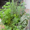 Mixed herb planter perfect for a kitchen window or deck. 