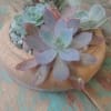Enjoy a low dish garden of succulents planted in a decorative ceramic
