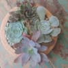 Enjoy a low dish garden of succulents planted in a decorative ceramic