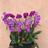 Orchid Arrangment x2