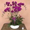 Orchid Arrangment x8