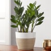  ZZ plant is the current darling of d&eacute;cor. Tolerant of neglect