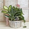 Basket Dish Garden, ivy, fern, dieffenbachia, dracaena, palm and polka dot plants