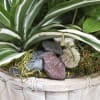 Basket Dish Garden, ivy, fern, dieffenbachia, dracaena, palm and polka dot plants