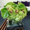 Delicate Green Hydrangea, Green Cymbidium Orchids and Bright Green Anthurium in a