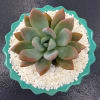 This Succulent Shines in a Palm Springs/Mid-Century Blue/Green Ceramic Vase.  What