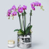 Small phalaenopsis orchids with small succulents in a chic chrome container. 