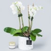 Small white phalaenopsis orchids with succulents in a marble container. 