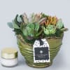 Lush succulent garden in a small ceramic container. 