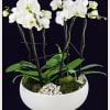 Six beautiful white orchid plants in a beautiful white container.