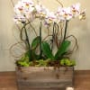 White orchids in a wooden planter with a small candle beside it