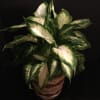 6 inch Dieffenbachia plant in bambo basket. Bow added for no extra