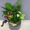 Lush mix of garden plants beautifully arranged in a ceramic container. 
size: