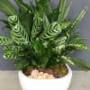 modern dish garden, full of lush plants.
Size 20 in H, 10in W

Please