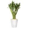 Lucky bamboo plant
Estimated size  10 in-16 in tall

Please note: Container color