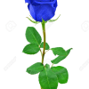 Impress with these lovely 12 blue roses arranged in a glass vase.