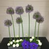 Approx Dimensions:  16L x 21H x 3W  Modern elegant Allium