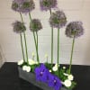 Approx Dimensions:  16L x 21H x 3W  Modern elegant Allium