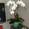Gorgeous white orchids! Vase may vary in style and color depending on