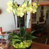 Live plants. Beautiful yellow orchids with awesome bright moss. 