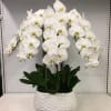 360 Premium Cascade Orchid Bundle 
