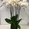 Clear vase decorated with moss and white orchids.