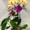 A yellow dye and purple orchid with an antirrhinum plant within a