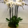 Beautiful set of white double orchids in an elegant gold vase.