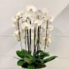 These beautiful cascading orchids are available in white and purple upon request.