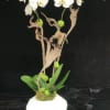 White Phalaenopsis beautiful design with Natraj in ceramic pot.