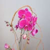 Contemporary, clean and crisp Phalaenopsis Orchid plants (available in many colors) -