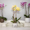 Orchid Plant Arrangement with a variety of colors displayed in a beautiful