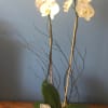 A striking Double Spike Phalaenopsis Orchid Plant Dressed in a Ceramic Cache