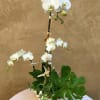Beautiful White Phalaenopsis Orchids gracefully arranged in a large white shell vase.