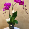 Gorgeous Purple Orchids in Black Pedestal. Perfect for the house, elegant design