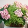 Give someone you love the royal treatment with our spectacular Pink hydrangea