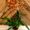 Our Oncidium orchids are potted up in complimenting ceramic and metal containers