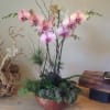 Three of the orchids designed for Christmas orchid arrangement gift. 
(Color can