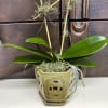 Gorgeous Orchids with moss &amp; wood makes this arrangement perfect for a