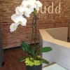 A towering white Phalaenopsis orchid plant in a black or white textured