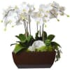 white orchids