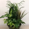 A selection of green house plants perfect for home or office. 