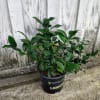 Enjoy homegrown Myer Lemons. Easy to care for, keep your citrus in