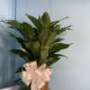 Indoor green plants can be the perfect item to send. Available in