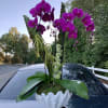 Gorgeous shell vase with sea like accessories and purple orchids